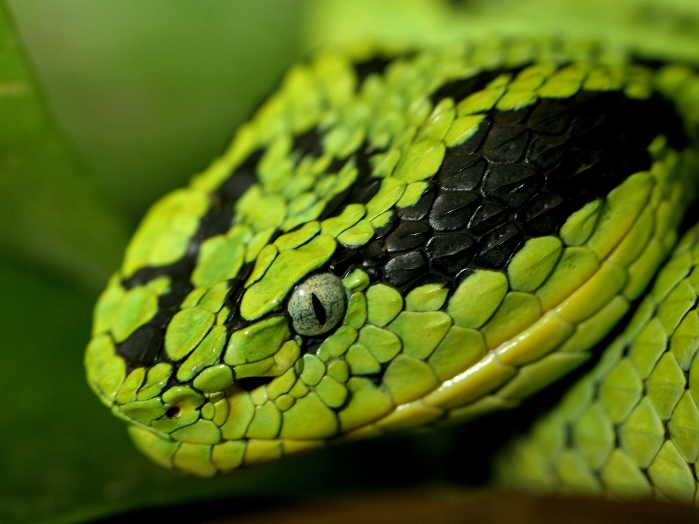 snake-face-eyes-spotted-dangerous-1400x1050